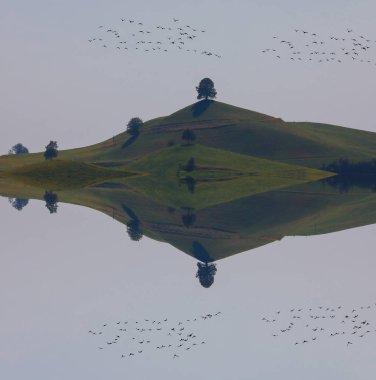 Sakin bir manzara güzel ağaç, Hirzel / İsviçre