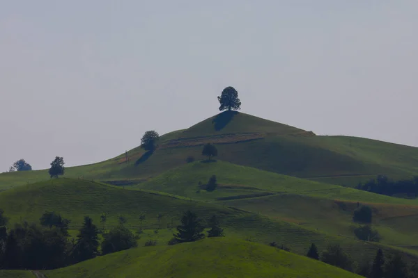 Beautiful Tree Calm Landscape Hirzel Switzerland — Stock Photo, Image