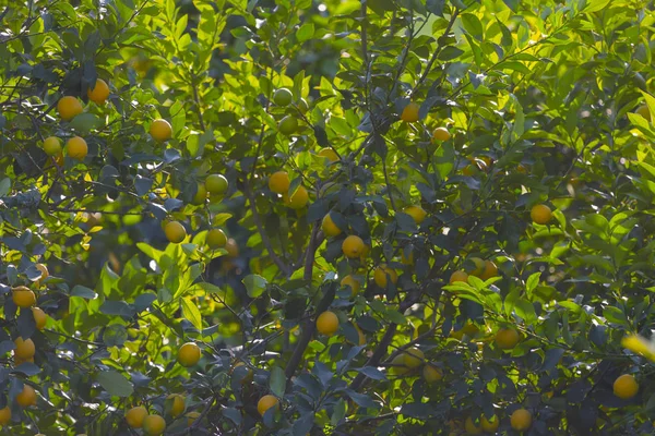 Orange Garden Från Adana — Stockfoto