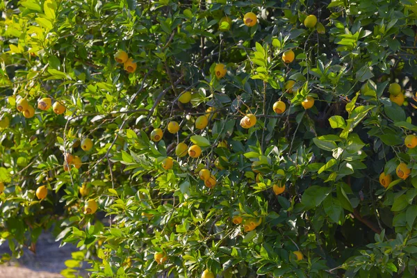 Orange Garden Adana — Stock Photo, Image