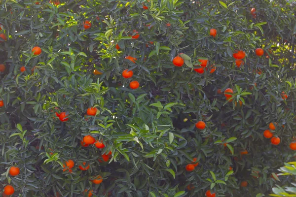 Giardino Arancione Adana — Foto Stock