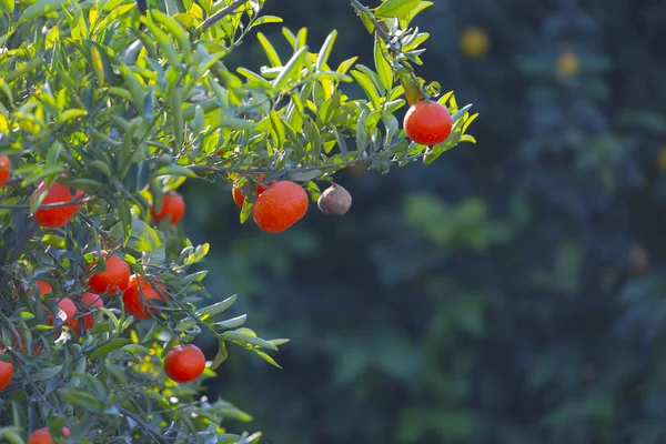 Orange Garden Adana — Stock Photo, Image