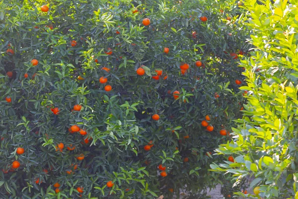 Πορτοκαλί Κήπος Από Αντάνα — Φωτογραφία Αρχείου