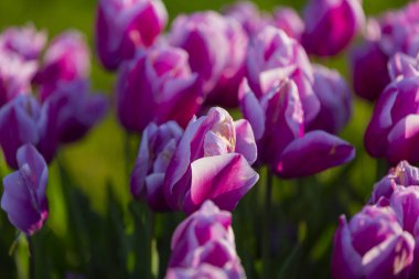 Renkli lale grubu / istanbul