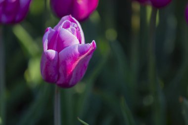 Renkli lale grubu / istanbul