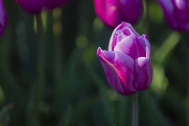 Renkli lale grubu / istanbul