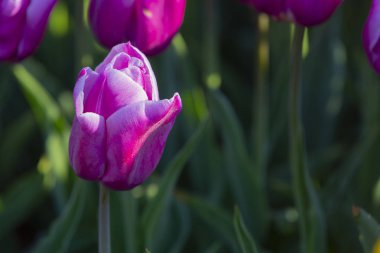 Renkli lale grubu / istanbul