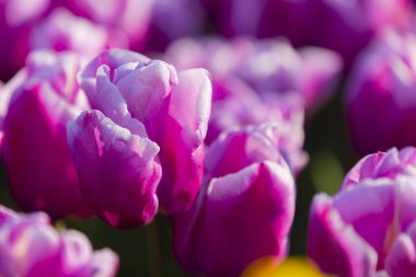 Renkli lale grubu / istanbul