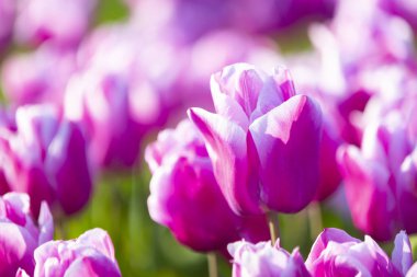 Renkli lale grubu / istanbul