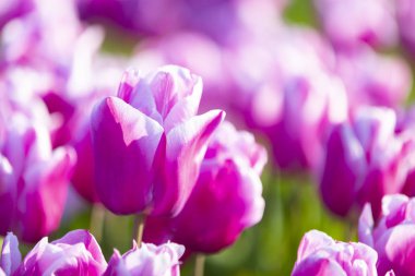 Renkli lale grubu / istanbul