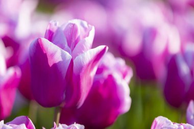 Renkli lale grubu / istanbul