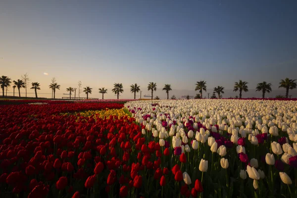 Grupa Kolorowych Tulipan Stambuł — Zdjęcie stockowe