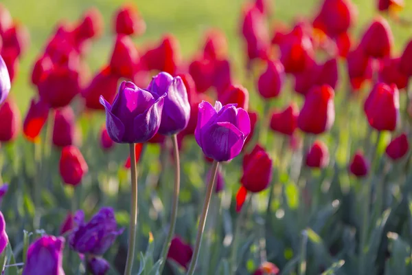 Gruppo Tulipani Colorati Istriani — Foto Stock