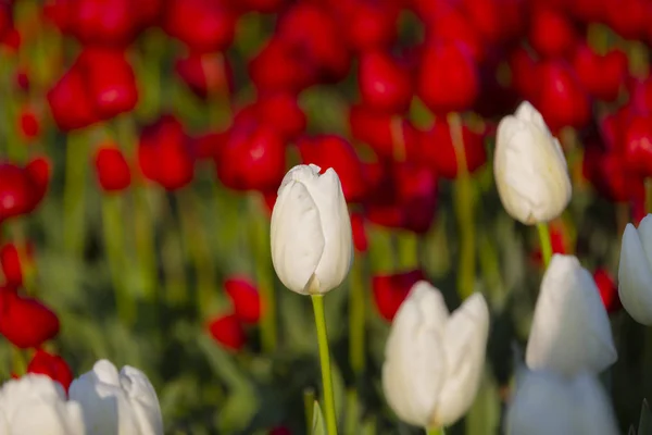 Group Colorful Tulip Istanbul — Stock Photo, Image