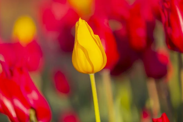 Grupo Tulipanes Coloridos Istanbul —  Fotos de Stock