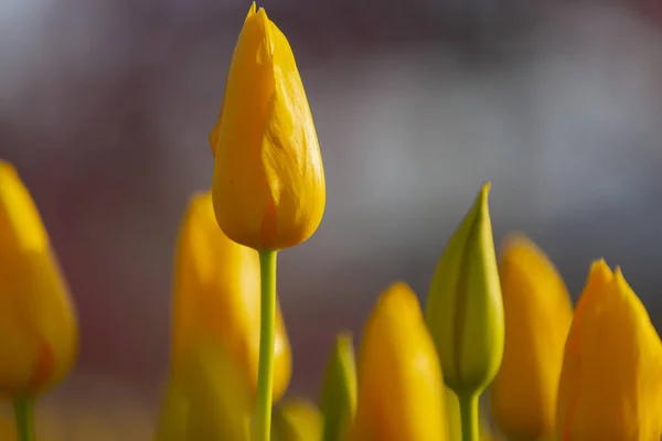 Gruppo Tulipani Colorati Istriani — Foto Stock