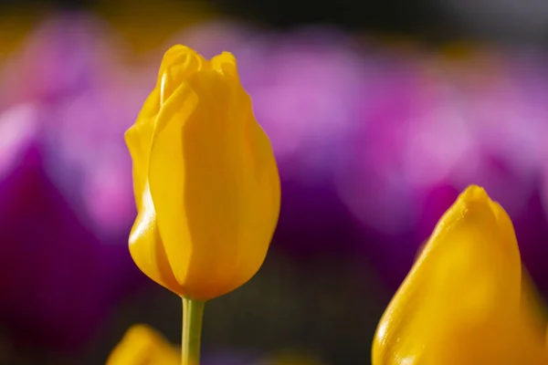 Gruppo Tulipani Colorati Istriani — Foto Stock