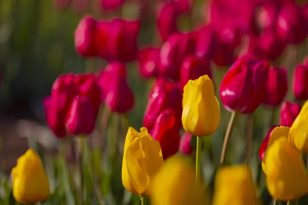 Gruppo Tulipani Colorati Istriani — Foto Stock