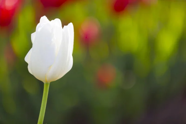 Grupo Tulipanes Coloridos Istanbul — Foto de Stock