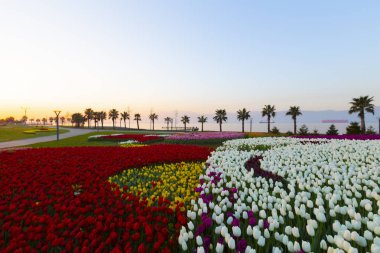 Sekapark, İzmit, Kocaeli. Deniz kıyısındaki güzel doğal park. Türkiye 'de gün batımı deniz manzarası.