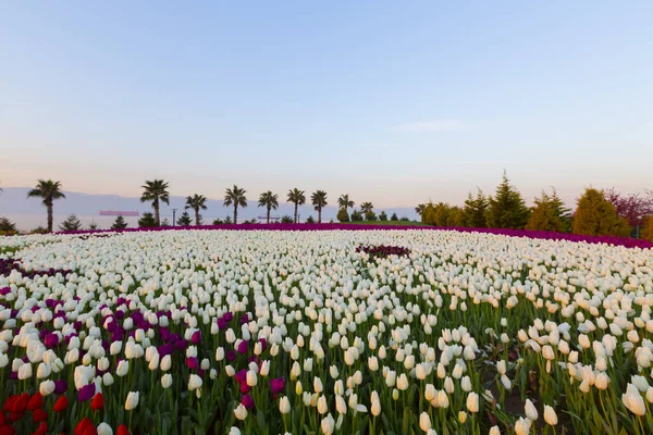 セカパーク イズミット コーチェリ 海岸沿いの美しい自然公園 トルコの夕日の海の景色 — ストック写真