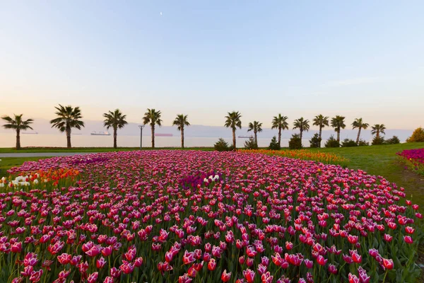 Sekapark Izmit Kocaeli Belo Parque Natural Litoral Pôr Sol Vista — Fotografia de Stock