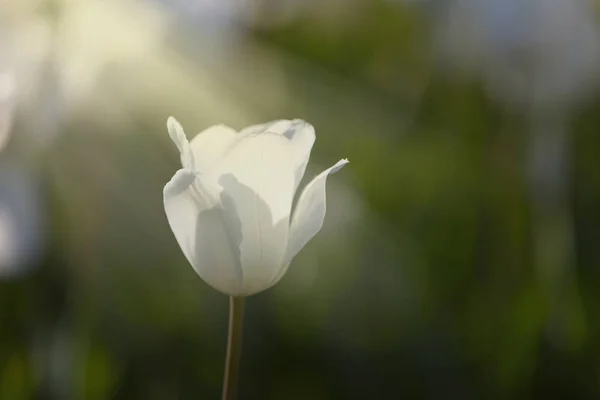 Flores Tulipán Florecen Fondo Primavera Tulipanes Borrosos Jardín Flores Tulipán — Foto de Stock