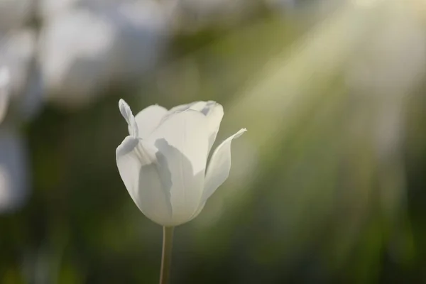 Flores Tulipán Florecen Fondo Primavera Tulipanes Borrosos Jardín Flores Tulipán — Foto de Stock