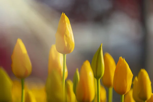 Цветы Тюльпана Расцветают Весной Фоне Расплывчатых Тюльпанов Саду Цветов Тюльпана — стоковое фото