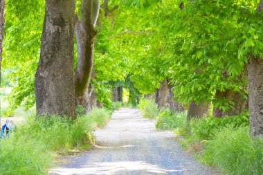 Ağaçlı ormanlık yol Dudaklı koyu Kestel Bursa Türkiye