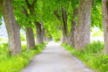 Ağaçlı ormanlık yol Dudaklı koyu Kestel Bursa Türkiye