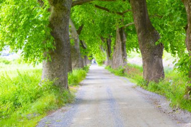 Ağaçlı ormanlık yol Dudaklı koyu Kestel Bursa Türkiye