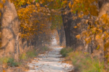 Ağaçlar tarafından oluşturulan tüneller ve toprak yollar. Bolu, Yedigöller, Abant, Uludağ, Dudaklı, Bursa, Türkiye.
