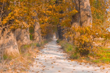 Ağaçlar tarafından oluşturulan tüneller ve toprak yollar. Bolu, Yedigöller, Abant, Uludağ, Dudaklı, Bursa, Türkiye.