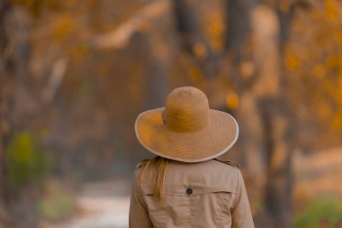 Ağaçlar tarafından oluşturulan tüneller ve toprak yollar. Bolu, Yedigöller, Abant, Uludağ, Dudaklı, Bursa, Türkiye.