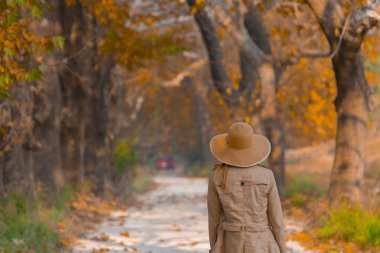 Ağaçlar tarafından oluşturulan tüneller ve toprak yollar. Bolu, Yedigöller, Abant, Uludağ, Dudaklı, Bursa, Türkiye.