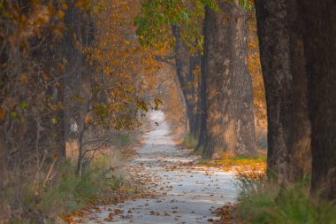 Ağaçlar tarafından oluşturulan tüneller ve toprak yollar. Bolu, Yedigöller, Abant, Uludağ, Dudaklı, Bursa, Türkiye.