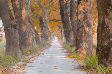 Ağaçlar tarafından oluşturulan tüneller ve toprak yollar. Bolu, Yedigöller, Abant, Uludağ, Dudaklı, Bursa, Türkiye.