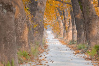 Ağaçlar tarafından oluşturulan tüneller ve toprak yollar. Bolu, Yedigöller, Abant, Uludağ, Dudaklı, Bursa, Türkiye.