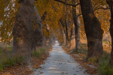 Ağaçlar tarafından oluşturulan tüneller ve toprak yollar. Bolu, Yedigöller, Abant, Uludağ, Dudaklı, Bursa, Türkiye.