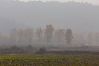Ağaçlar tarafından oluşturulan tüneller ve toprak yollar. Bolu, Yedigöller, Abant, Uludağ, Dudaklı, Bursa, Türkiye.