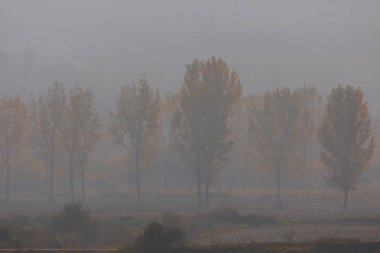 Ağaçlar tarafından oluşturulan tüneller ve toprak yollar. Bolu, Yedigöller, Abant, Uludağ, Dudaklı, Bursa, Türkiye.