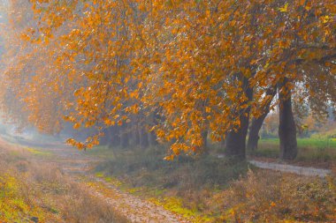 Ağaçlar tarafından oluşturulan tüneller ve toprak yollar. Bolu, Yedigöller, Abant, Uludağ, Dudaklı, Bursa, Türkiye.