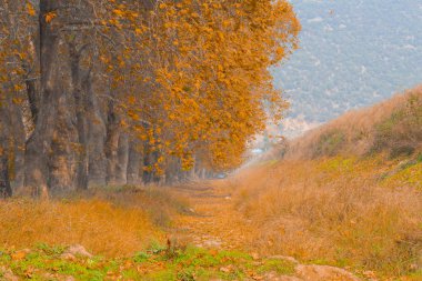 Ağaçlar tarafından oluşturulan tüneller ve toprak yollar. Bolu, Yedigöller, Abant, Uludağ, Dudaklı, Bursa, Türkiye.