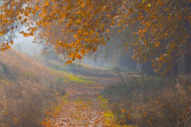 Ağaçlar tarafından oluşturulan tüneller ve toprak yollar. Bolu, Yedigöller, Abant, Uludağ, Dudaklı, Bursa, Türkiye.