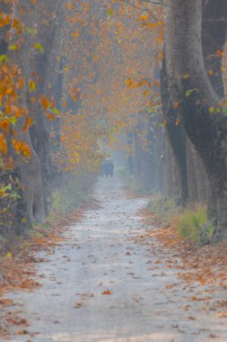 Ağaçlar tarafından oluşturulan tüneller ve toprak yollar. Bolu, Yedigöller, Abant, Uludağ, Dudaklı, Bursa, Türkiye.