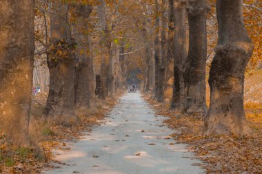 Ağaçlar tarafından oluşturulan tüneller ve toprak yollar. Bolu, Yedigöller, Abant, Uludağ, Dudaklı, Bursa, Türkiye.