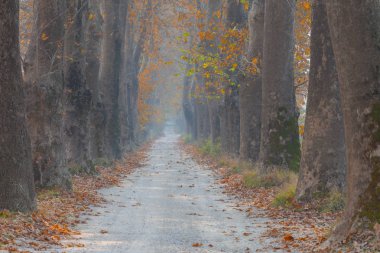 Ağaçlar tarafından oluşturulan tüneller ve toprak yollar. Bolu, Yedigöller, Abant, Uludağ, Dudaklı, Bursa, Türkiye.