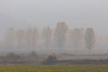 Ağaçlar tarafından oluşturulan tüneller ve toprak yollar. Bolu, Yedigöller, Abant, Uludağ, Dudaklı, Bursa, Türkiye.