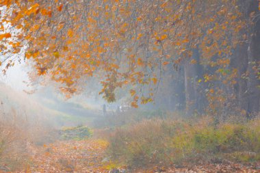 Ağaçlar tarafından oluşturulan tüneller ve toprak yollar. Bolu, Yedigöller, Abant, Uludağ, Dudaklı, Bursa, Türkiye.